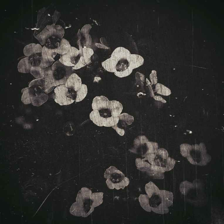 grayscale photo of a cluster of bell flowers with scratched surface